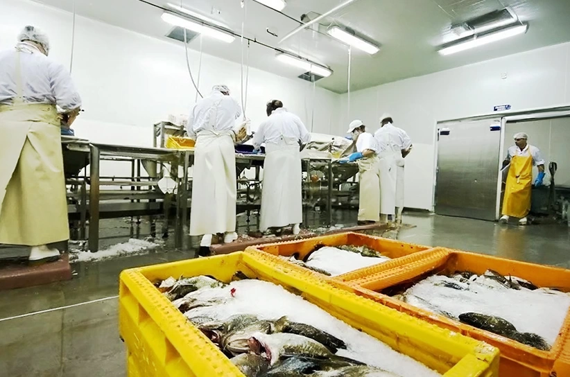 fish processing plant cold room