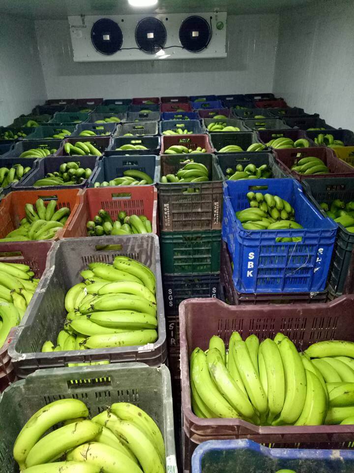 banana cold room