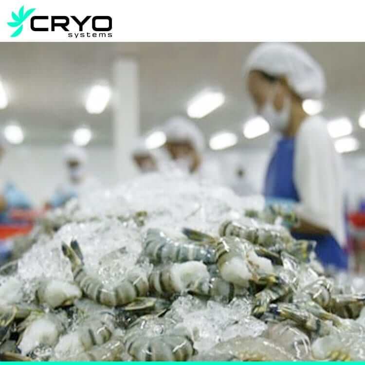processing room for shrimp