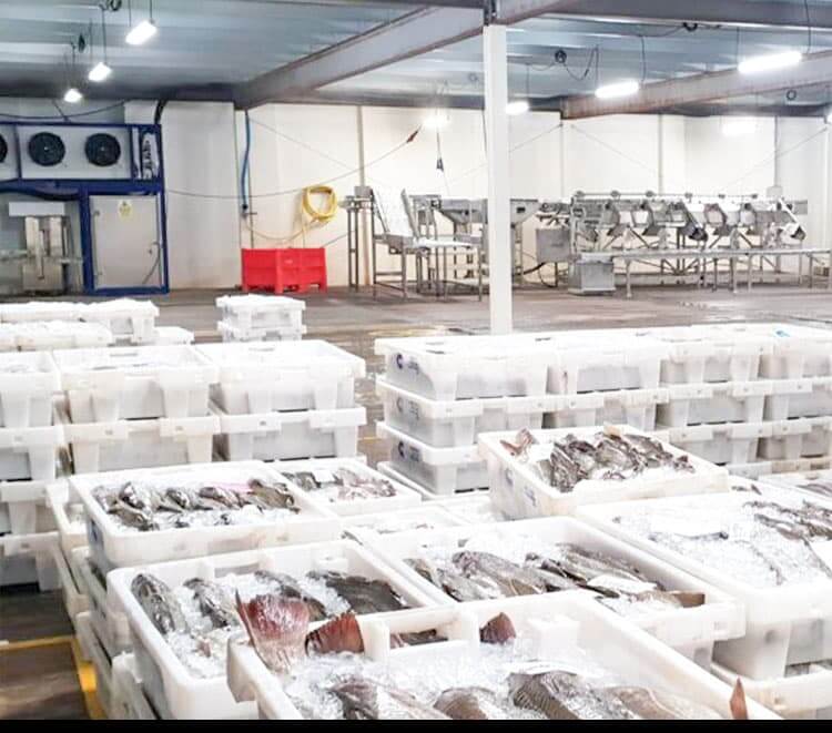 fish-cold-storage