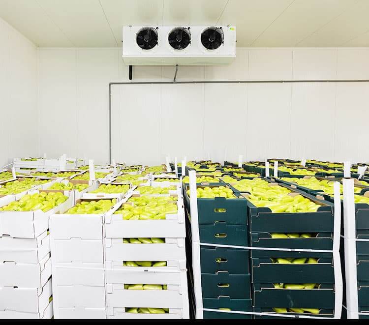 vegetable-cold-room
