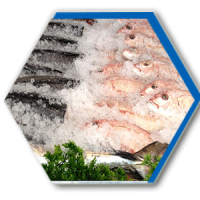 Fish-freezer.png