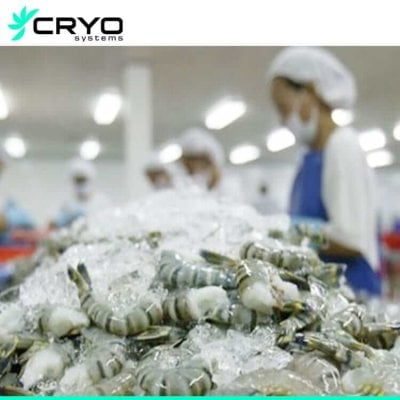 processing room for shrimp